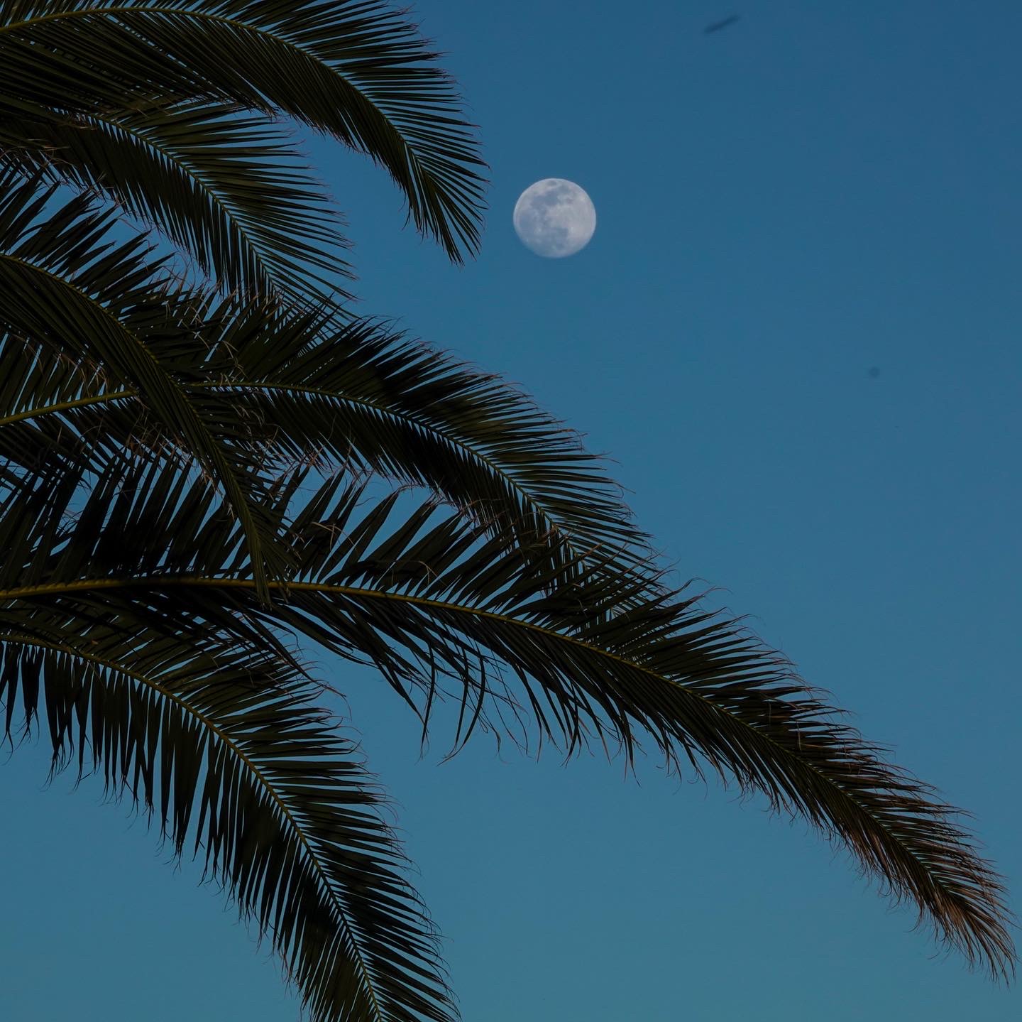Palm Tree and moon on blue sky